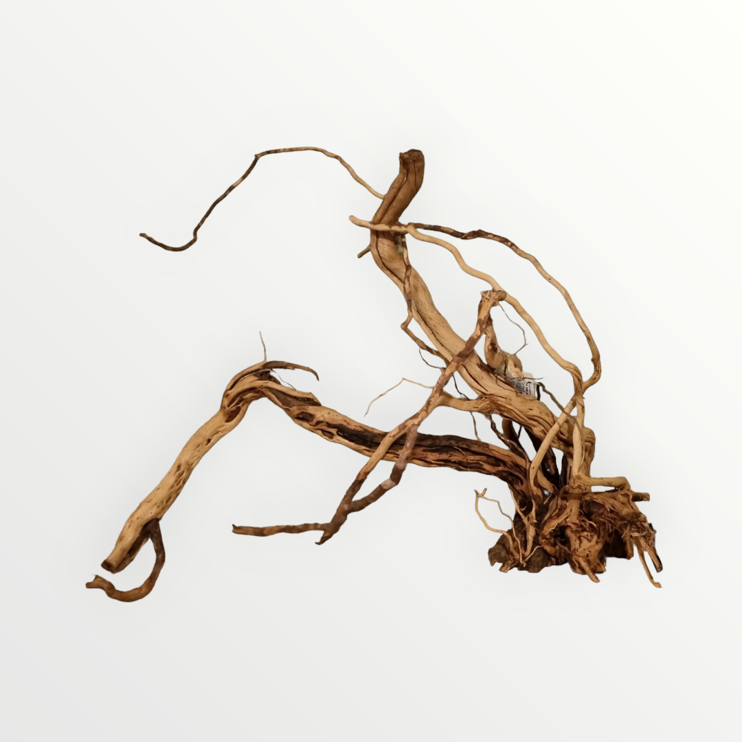 Dragon Wood / Curl Wood  Wurzel329