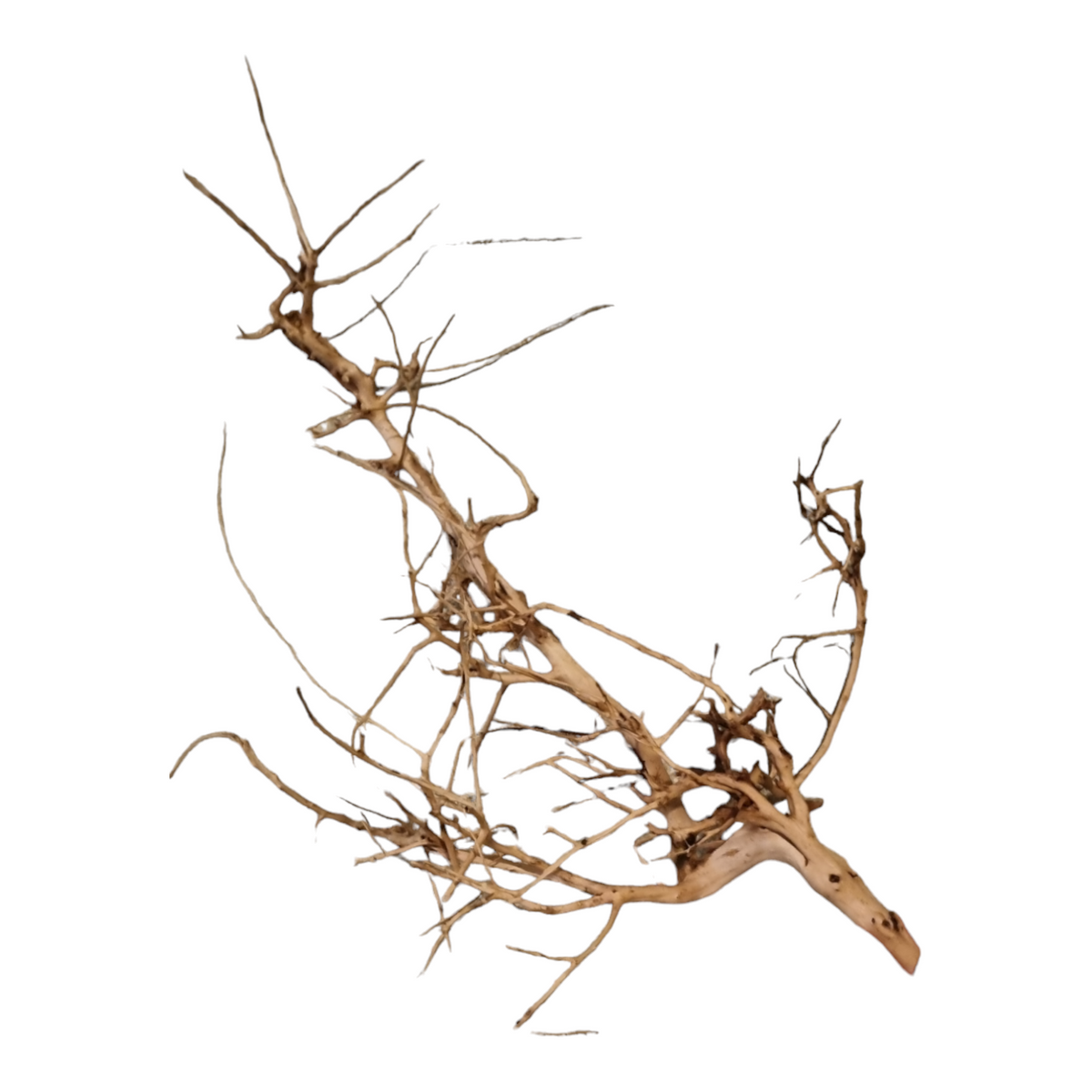 Small tree branches  Nr.658