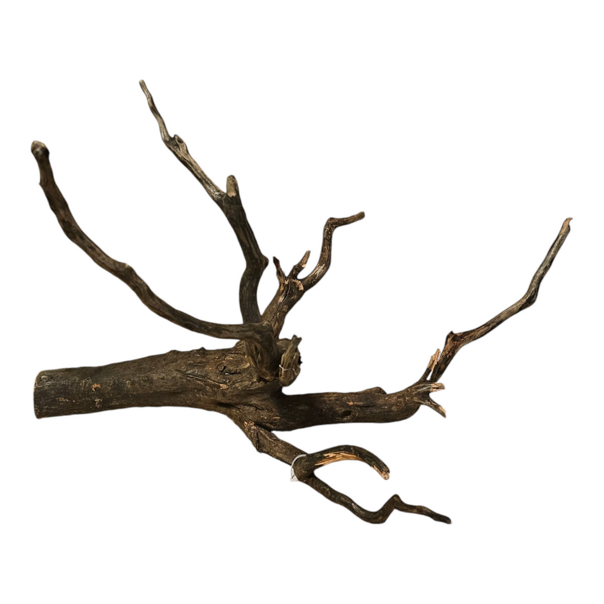 Black Root L  Nr.427