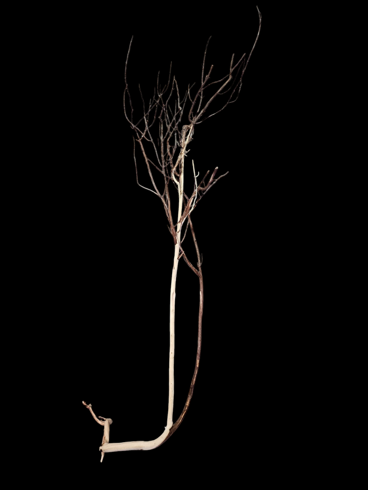 Ghost Wood  L  Nr.782