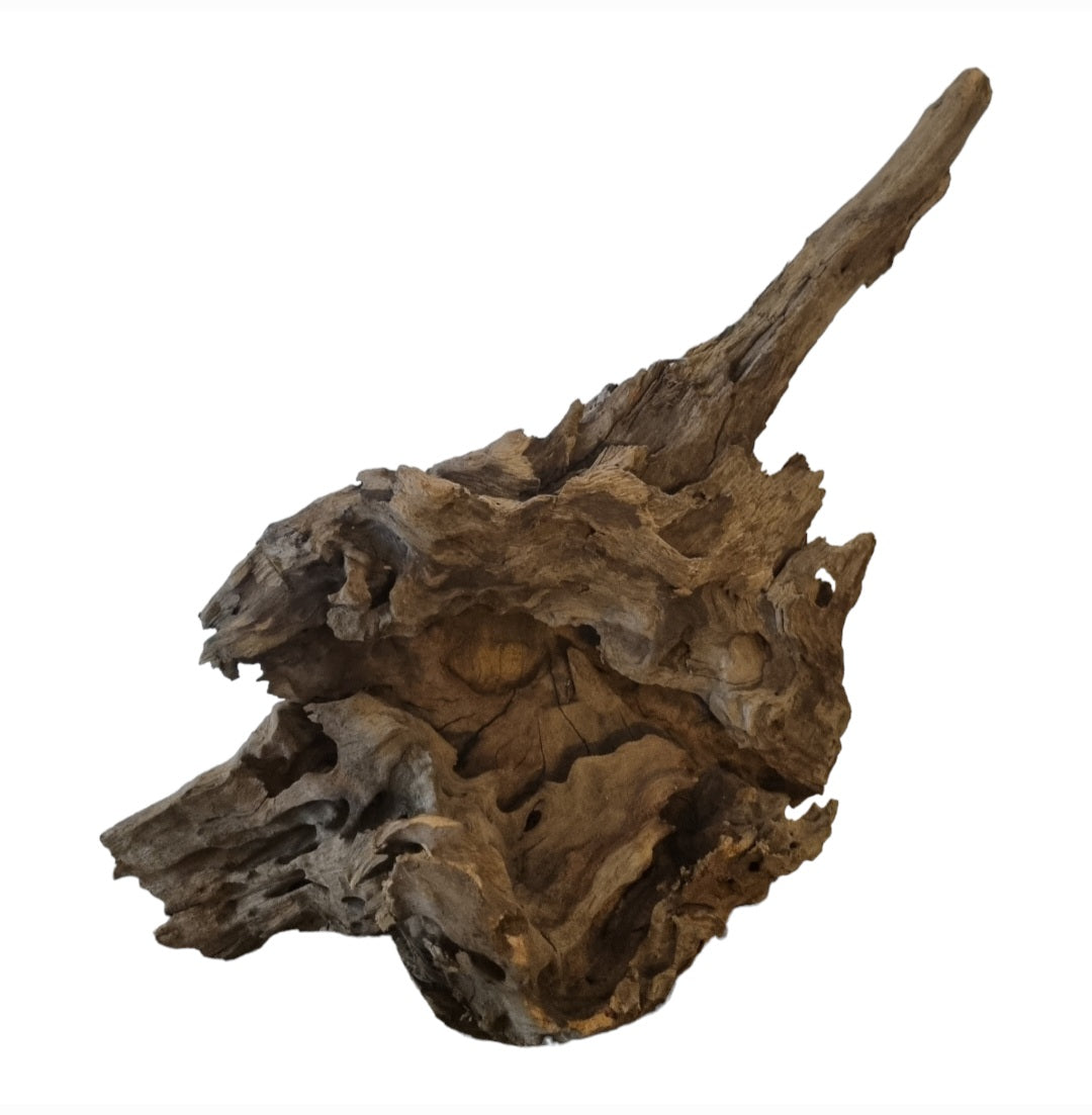 Drachenholz / Dragonwood  Wurzel221