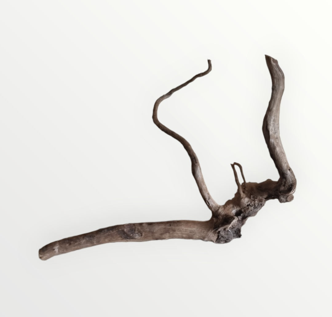 Dunkle Moorwurzel 30-40 cm   Nr. 402