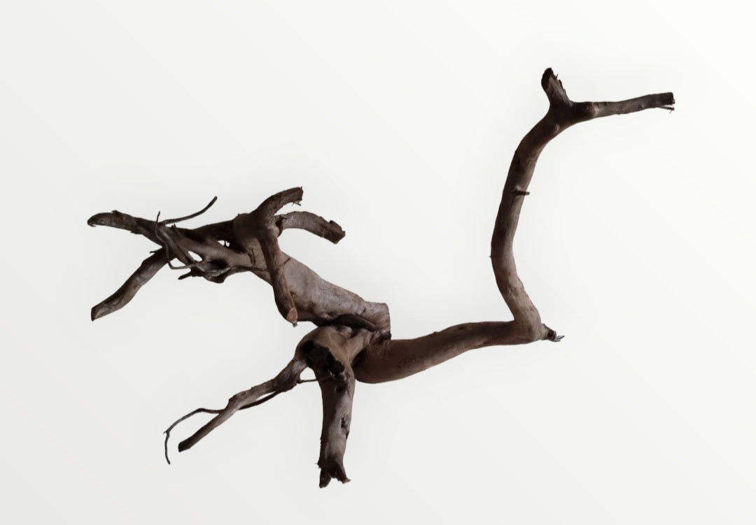 Dunkle Moorwurzel 60-70 cm   Nr. 291