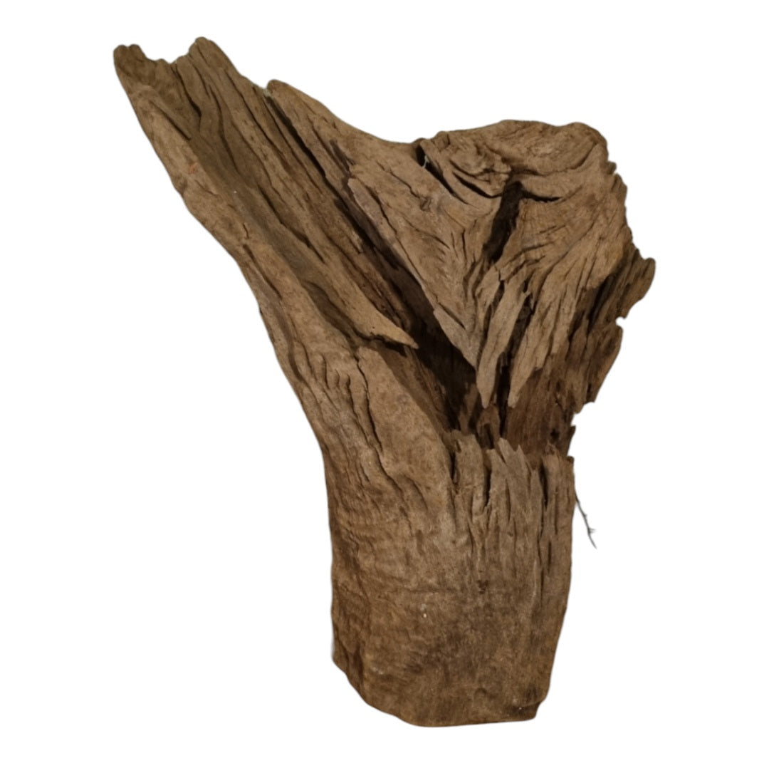 Mangrove  Größe XL  /  Nr.410