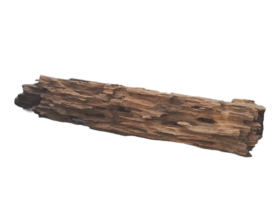 Drachenholz / Dragonwood XL  Wurzel192