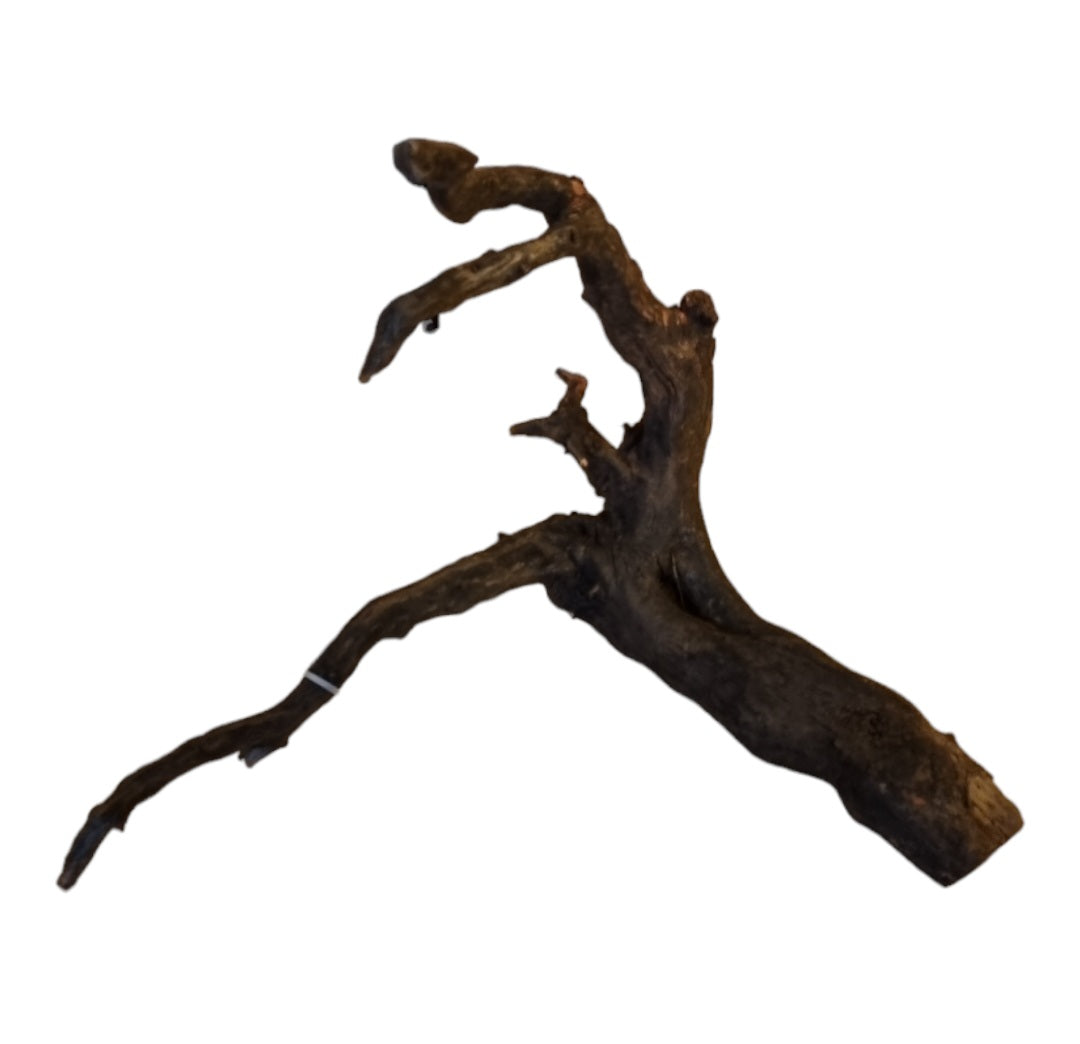 Black Root M  Nr.425