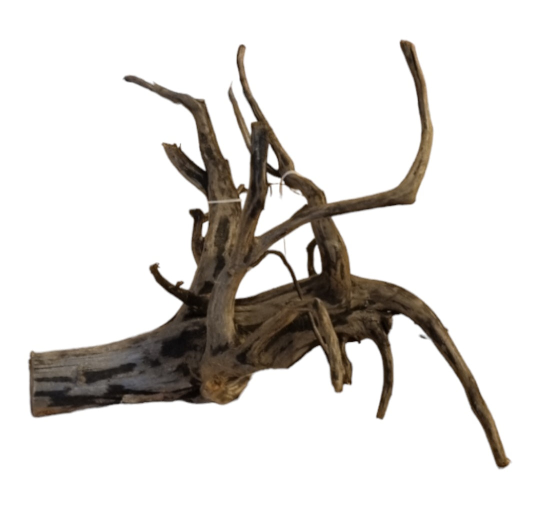Black Root M  Nr.428