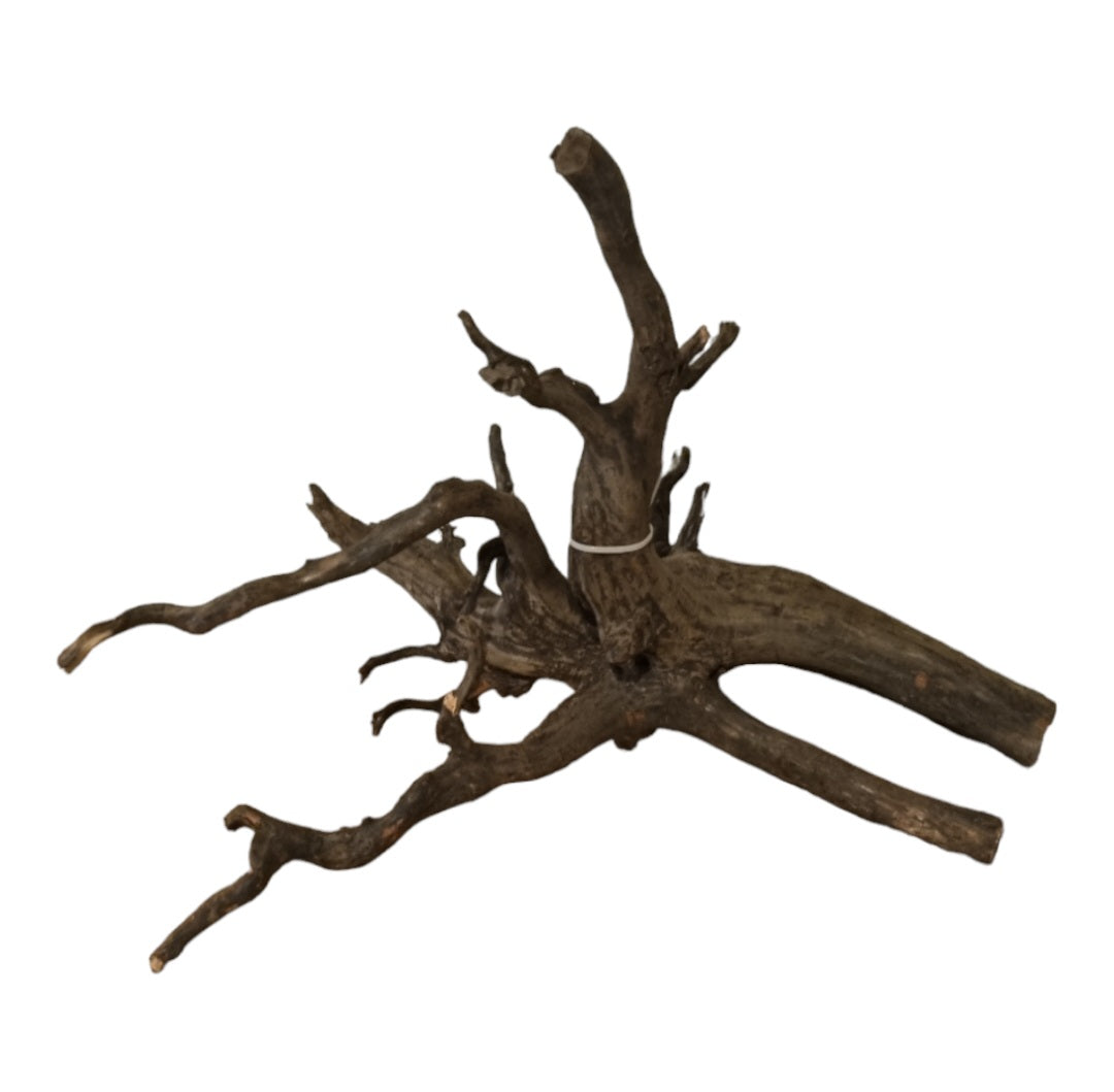 Black Root L  Wurzel286