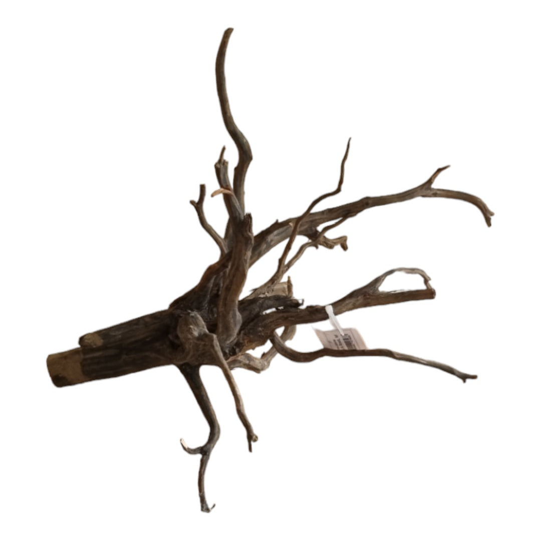 Black Root M  Nr.277
