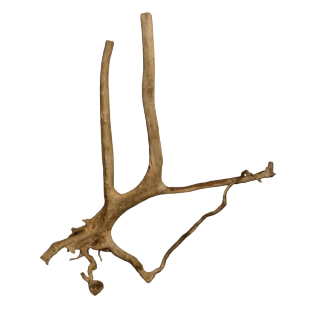 Rainforest Wood Stump  Nr.469