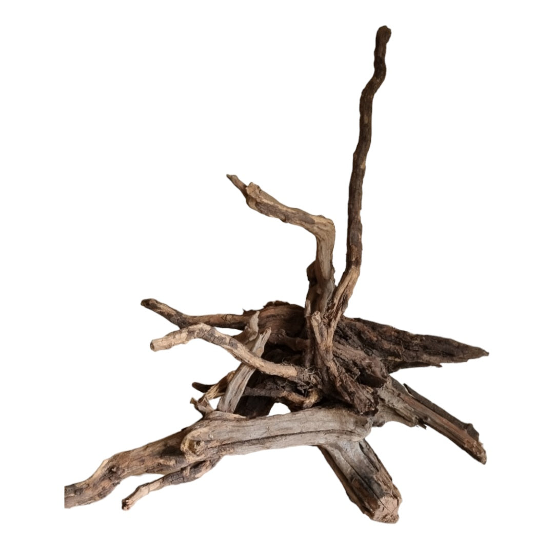 Coral Sinker Wood   Nr.552