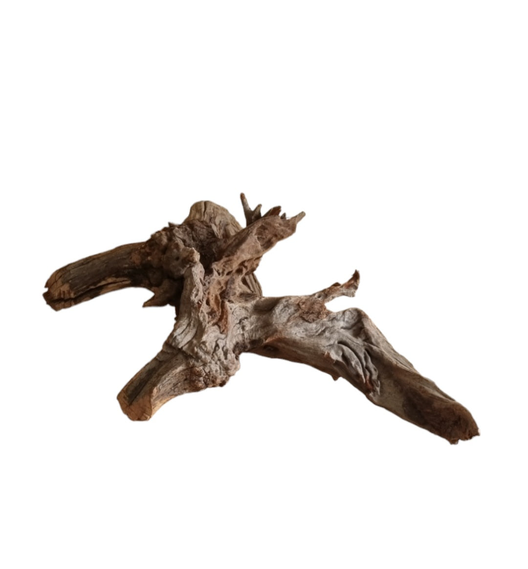 Coral Sinker Wood   Nr.556