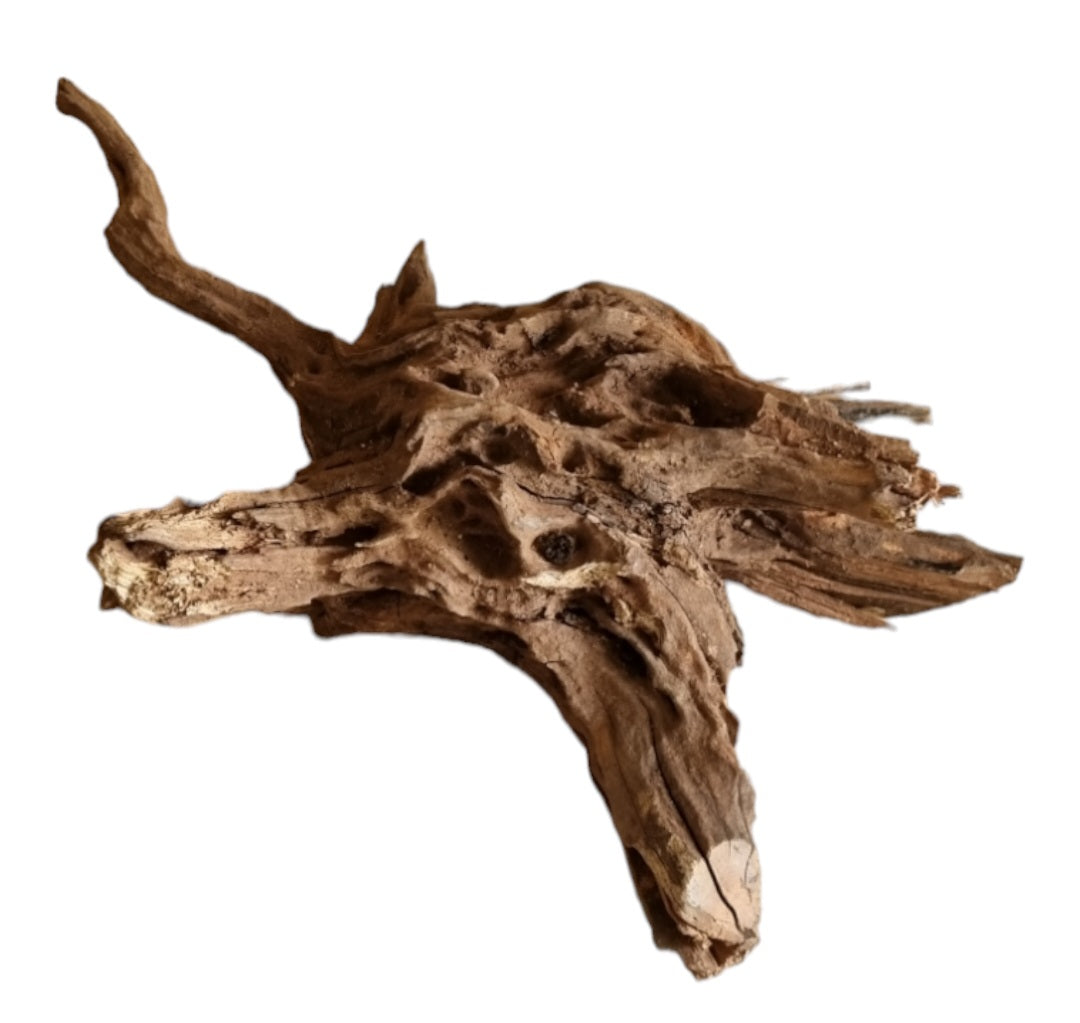 Coral Sinker Wood   Nr.563