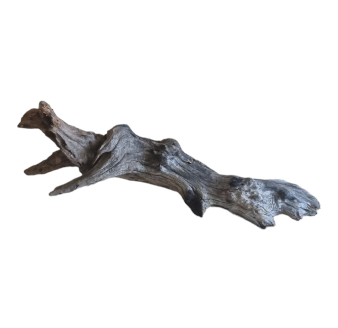 Coral Sinker Wood   Nr.615