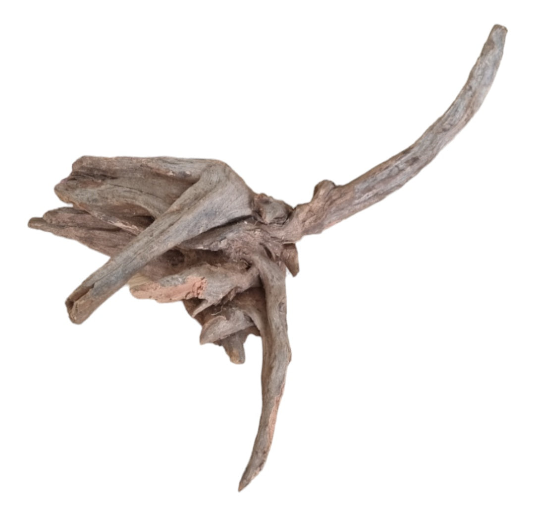 Coral Sinker Wood   Nr.648