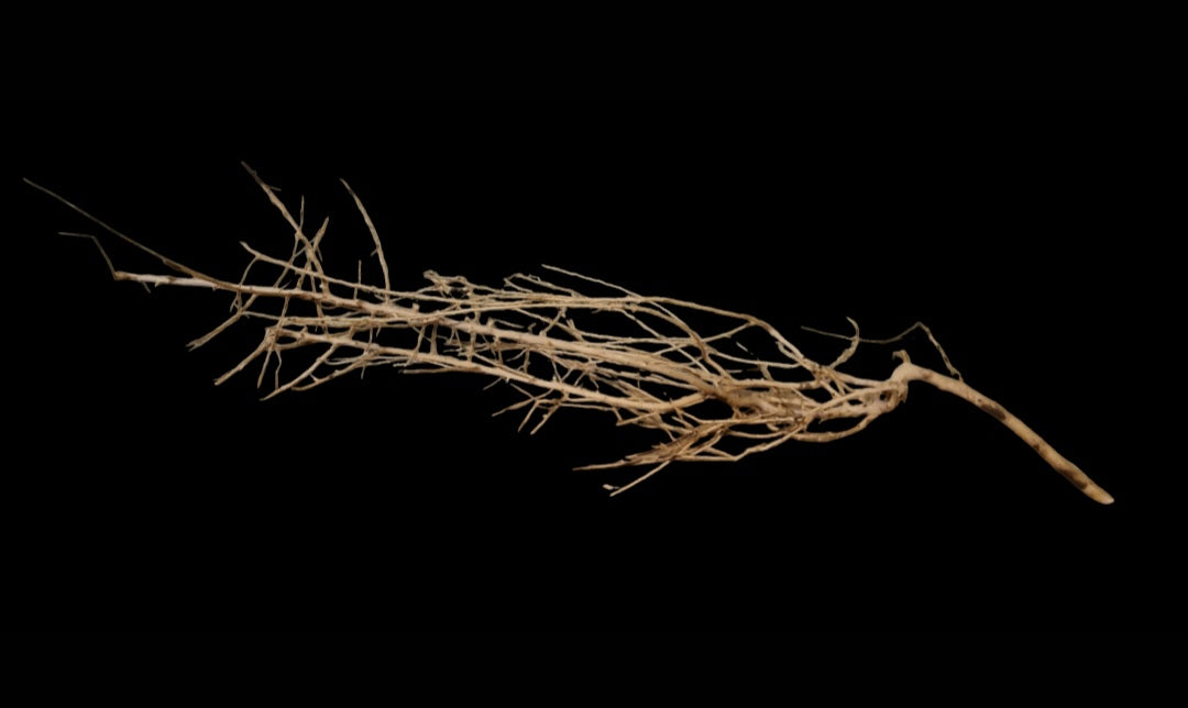 Small tree branches  Nr.664