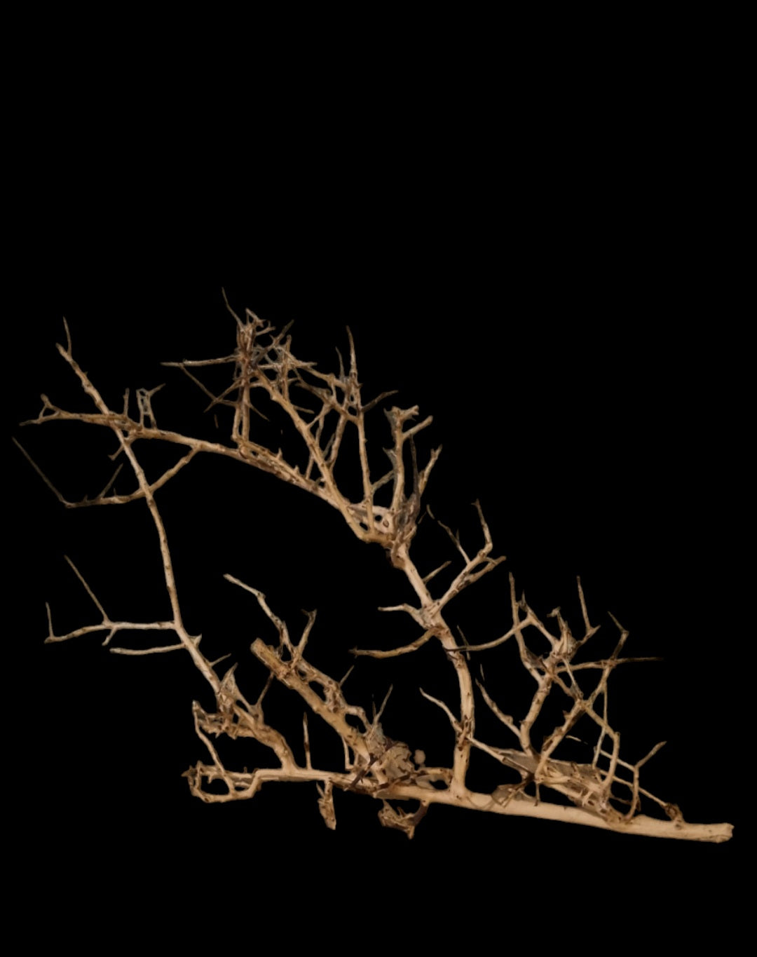 Small tree branches  Nr.667