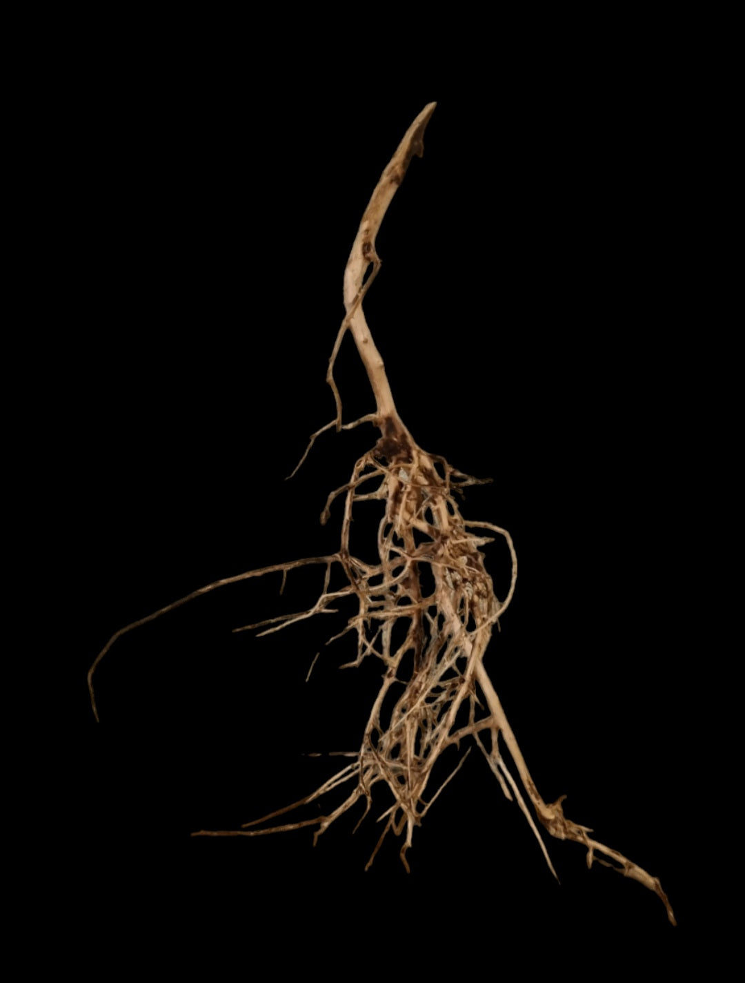Small tree branches  Nr.670