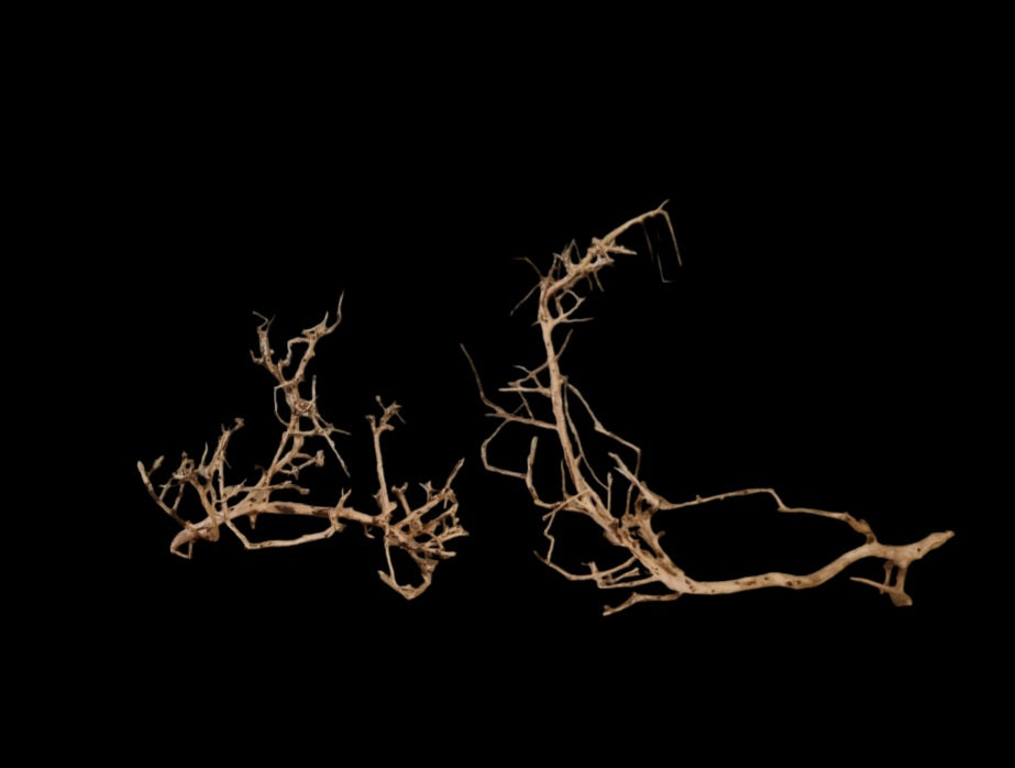 Small tree branches  (  ohne Auswahl )