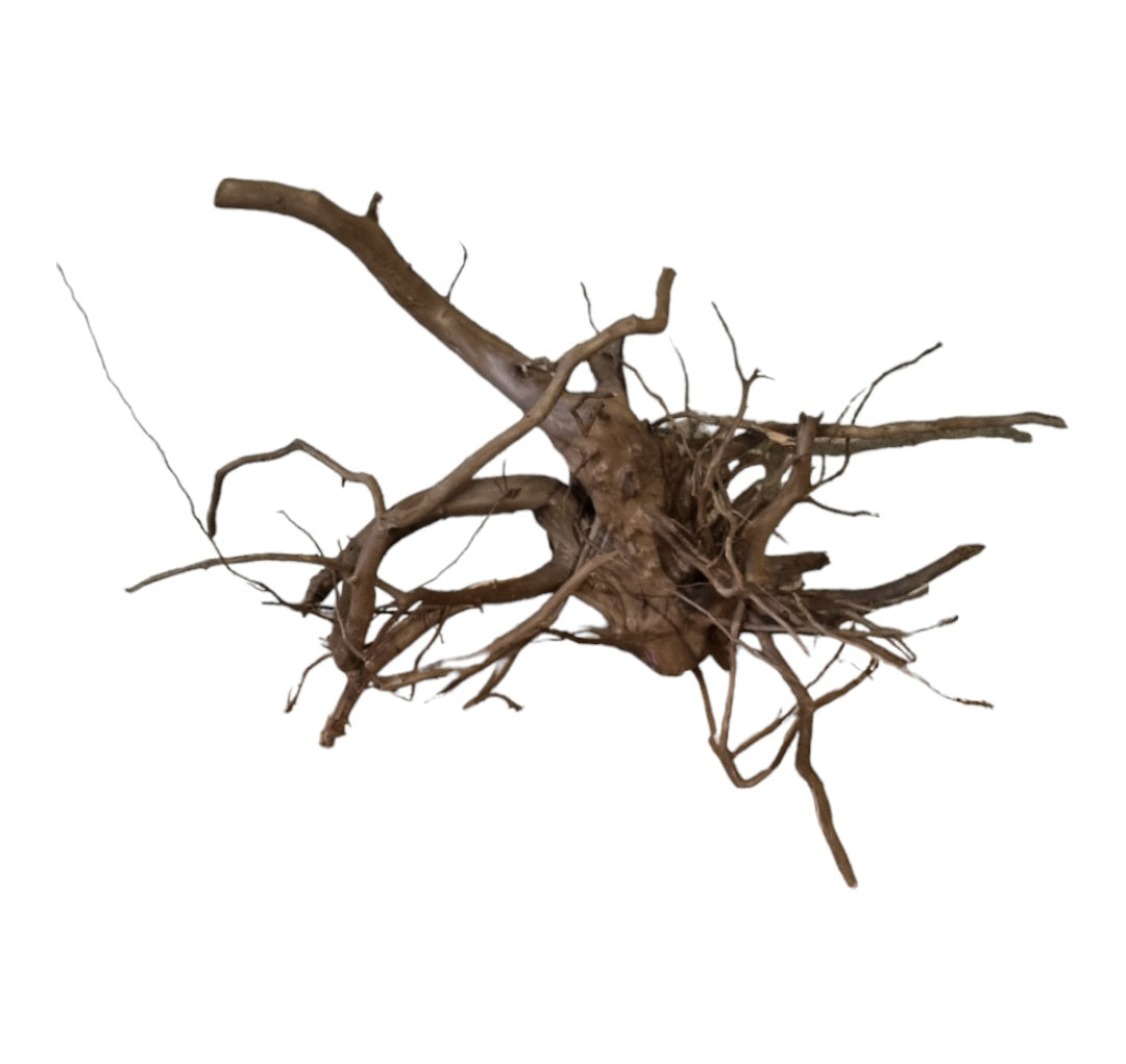Dunkle Moorwurzel 40-55 cm   Nr. 506