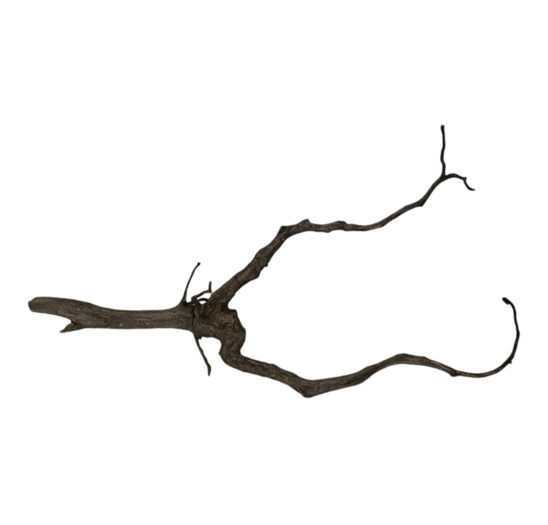 Black Root  Nr.740