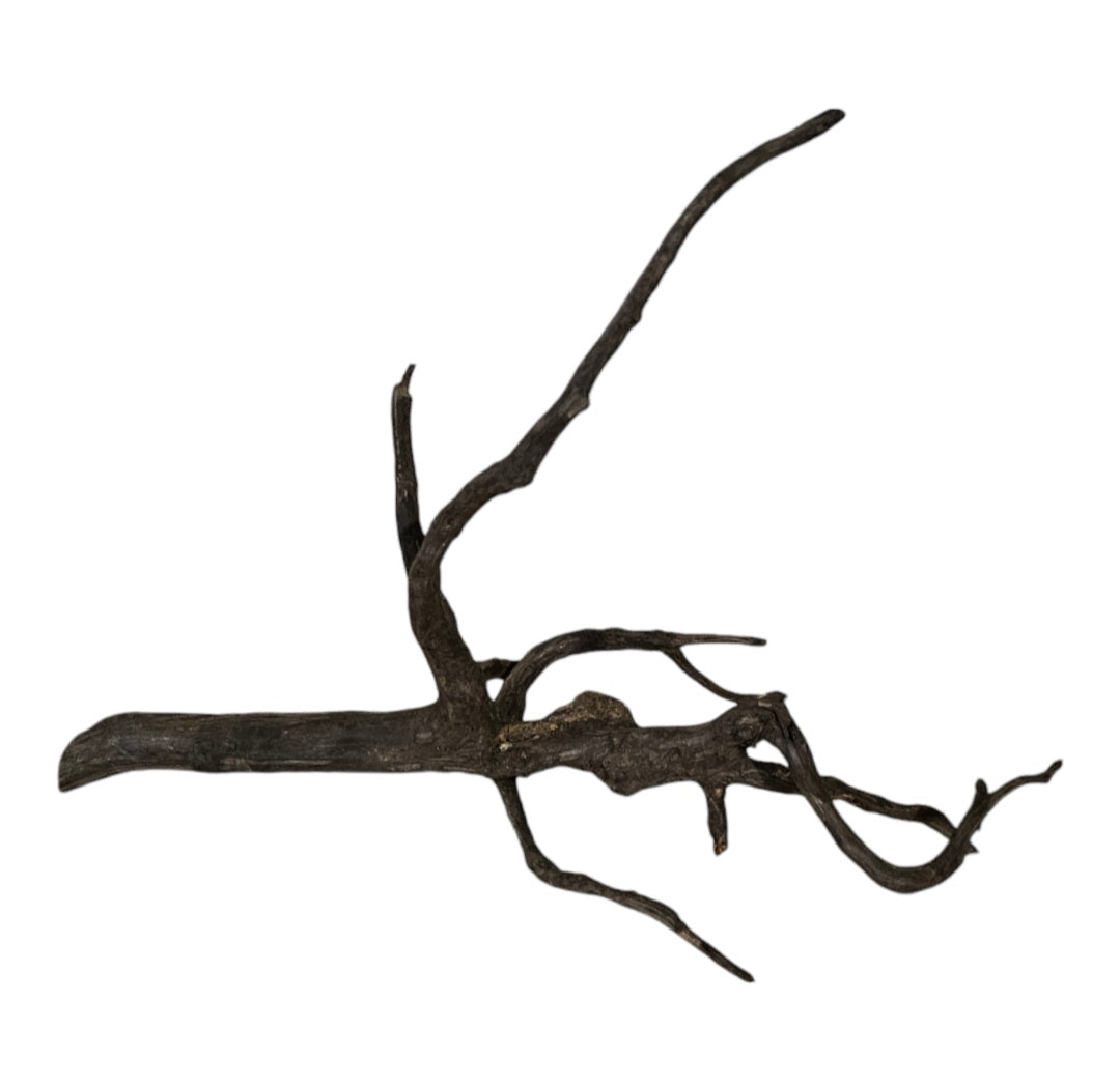Black Root  Nr.748