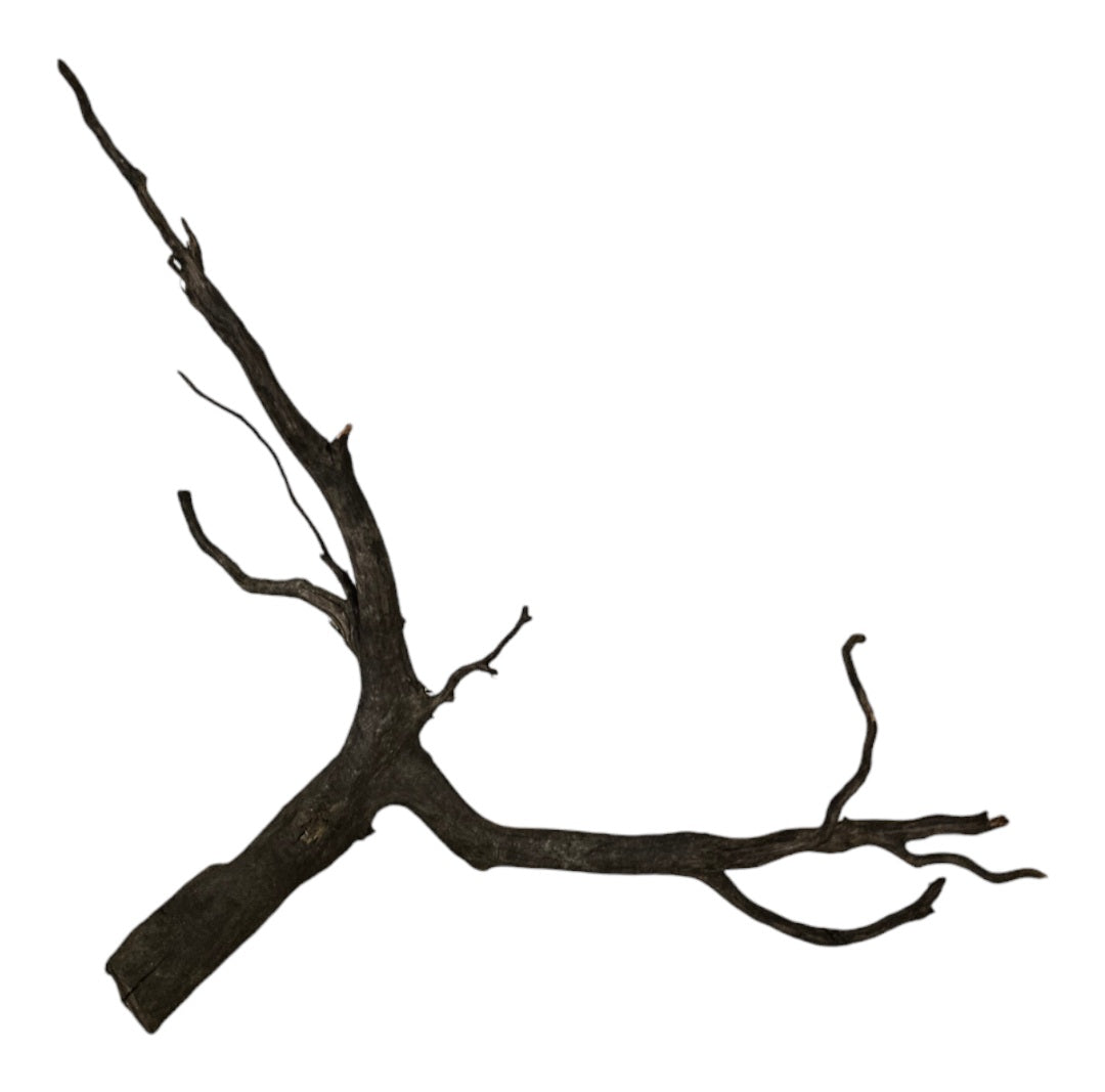 Black Root  Nr.755