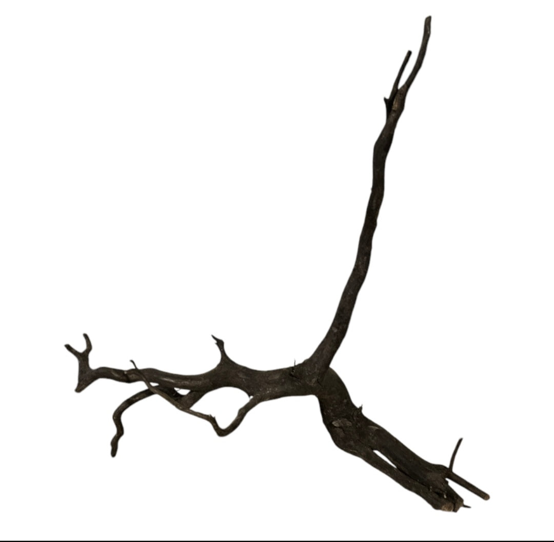 Black Root  Nr.758