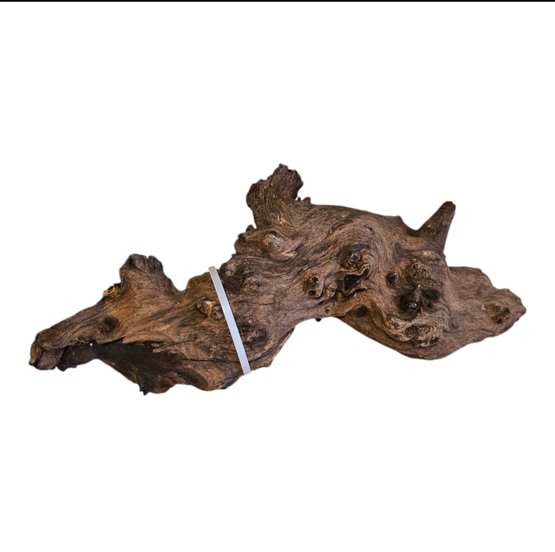 Mopani Wurzel  Nr.27