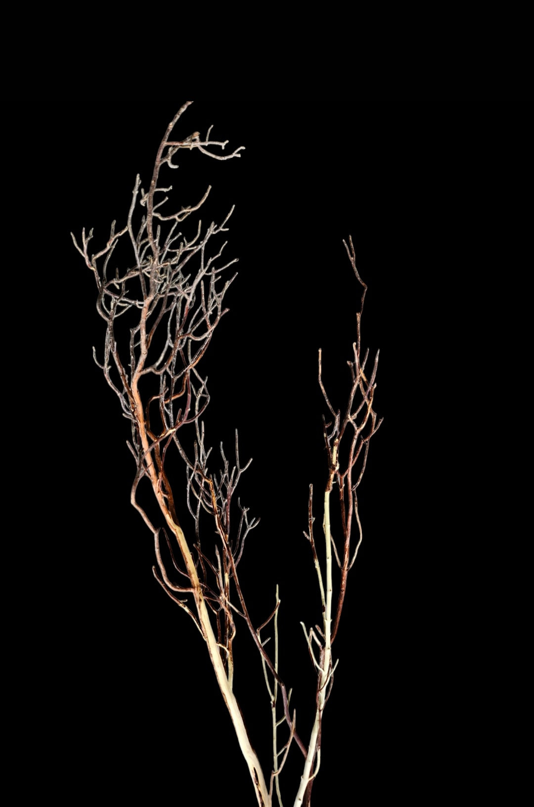 Ghost Wood  L  Nr.788