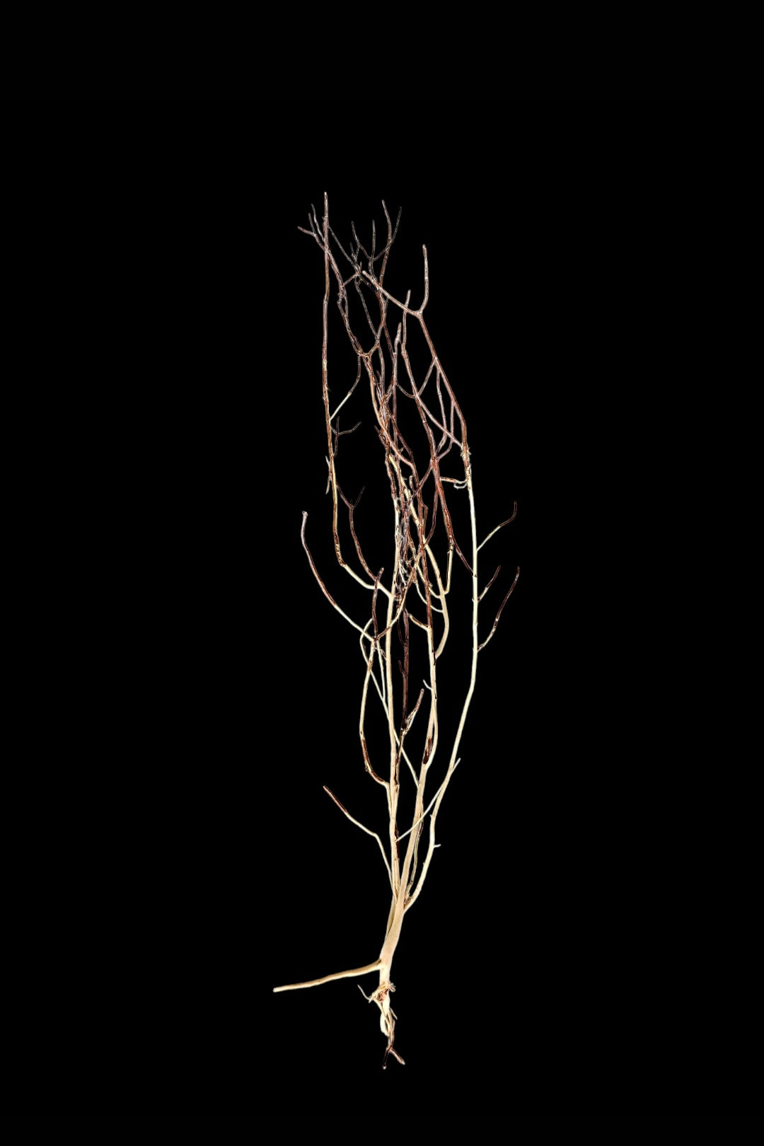 Ghost Wood  L  Nr.786