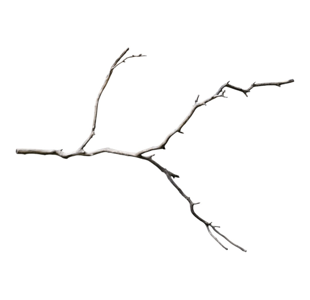 Octopus Wood  Nr. 807