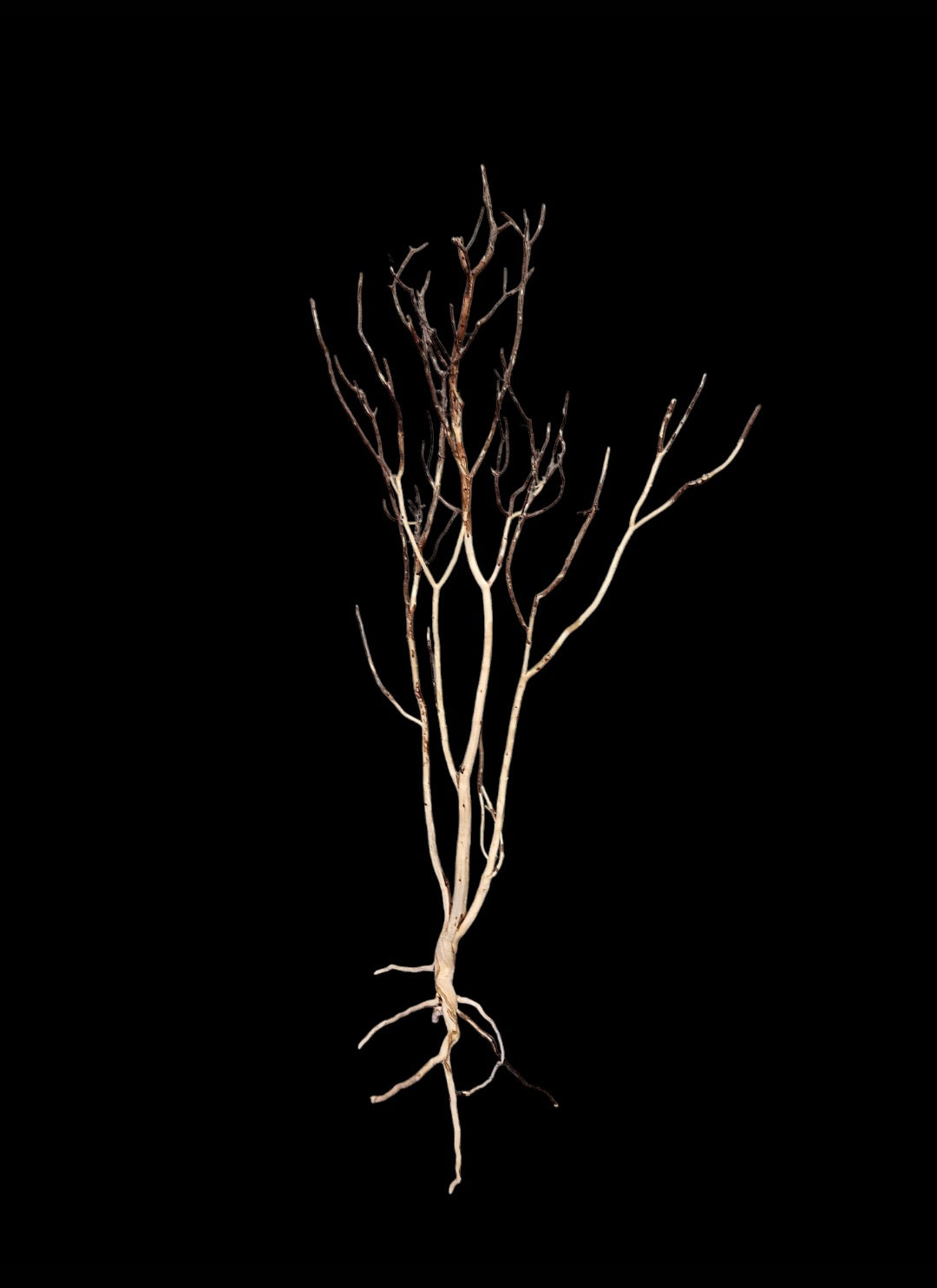 Ghost Wood  L  Nr.778