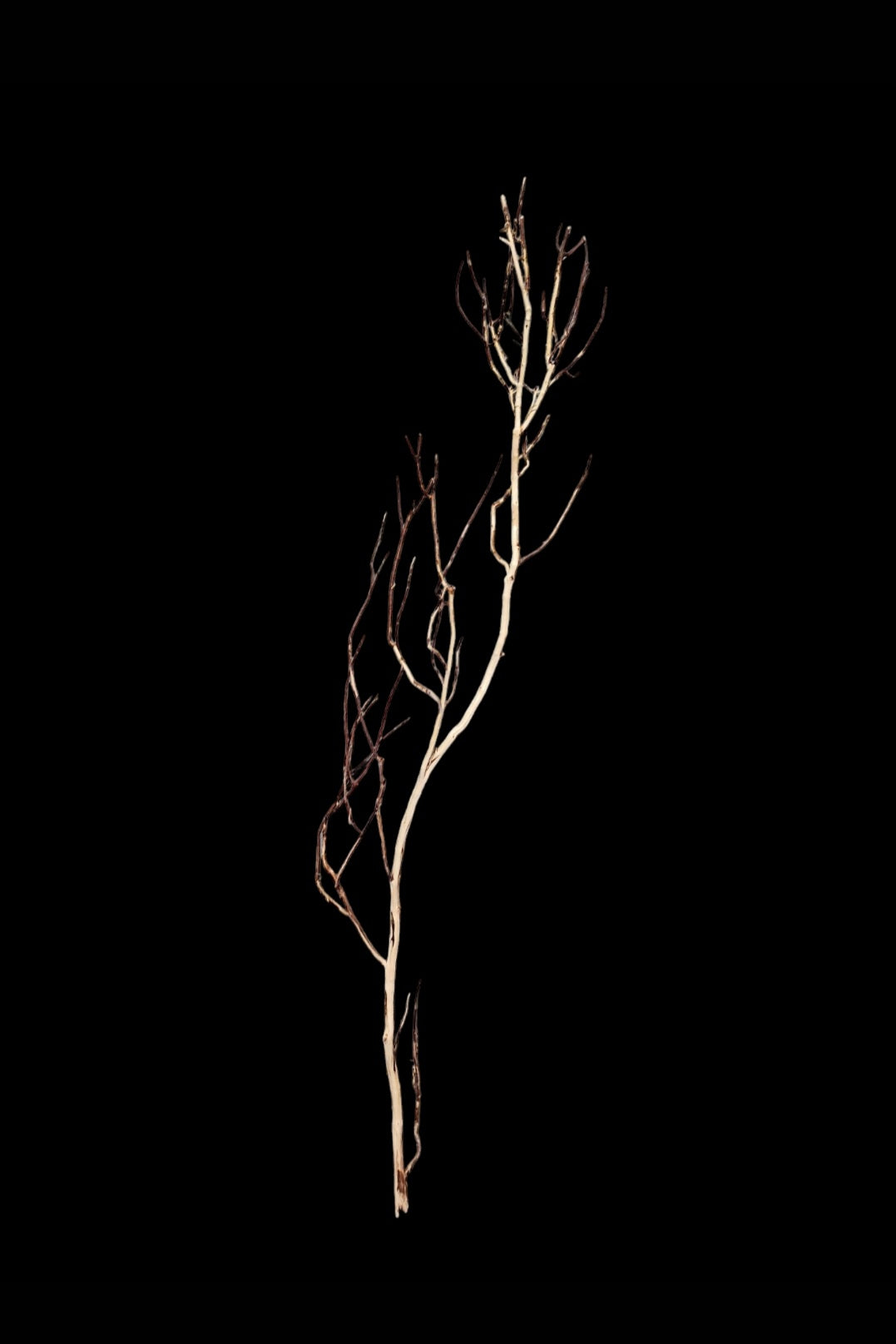 Ghost Wood  L  Nr.783