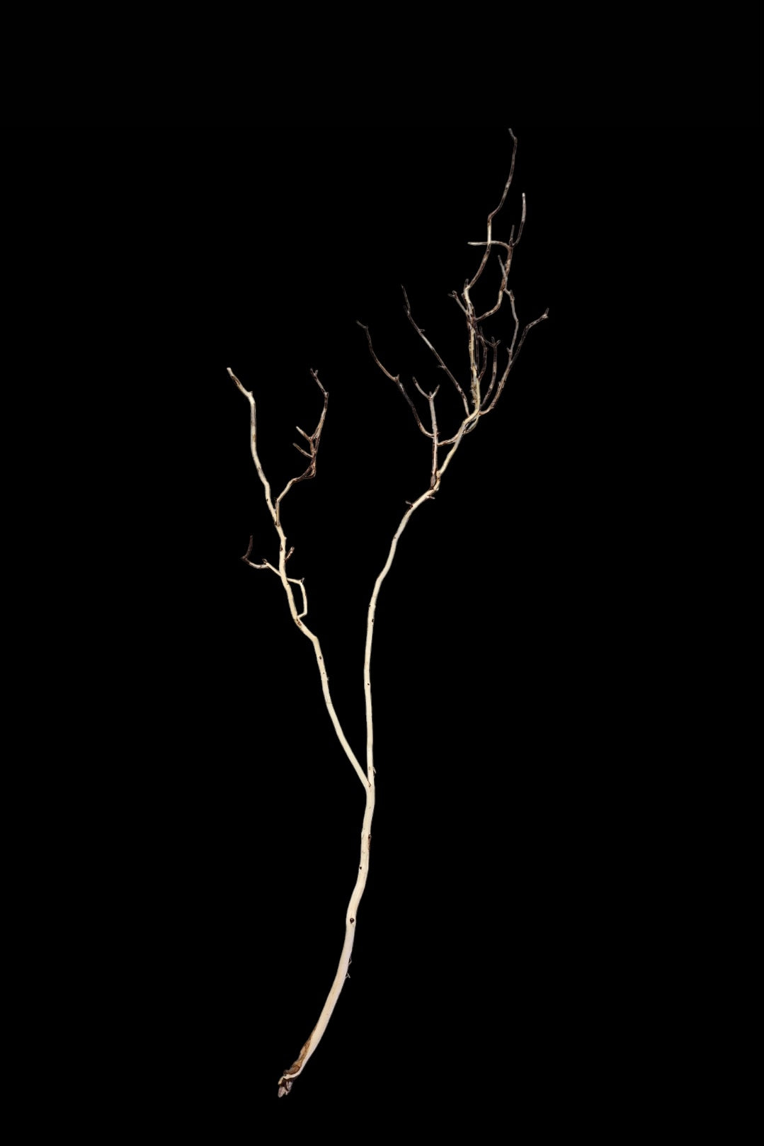 Ghost Wood  L  Nr.785