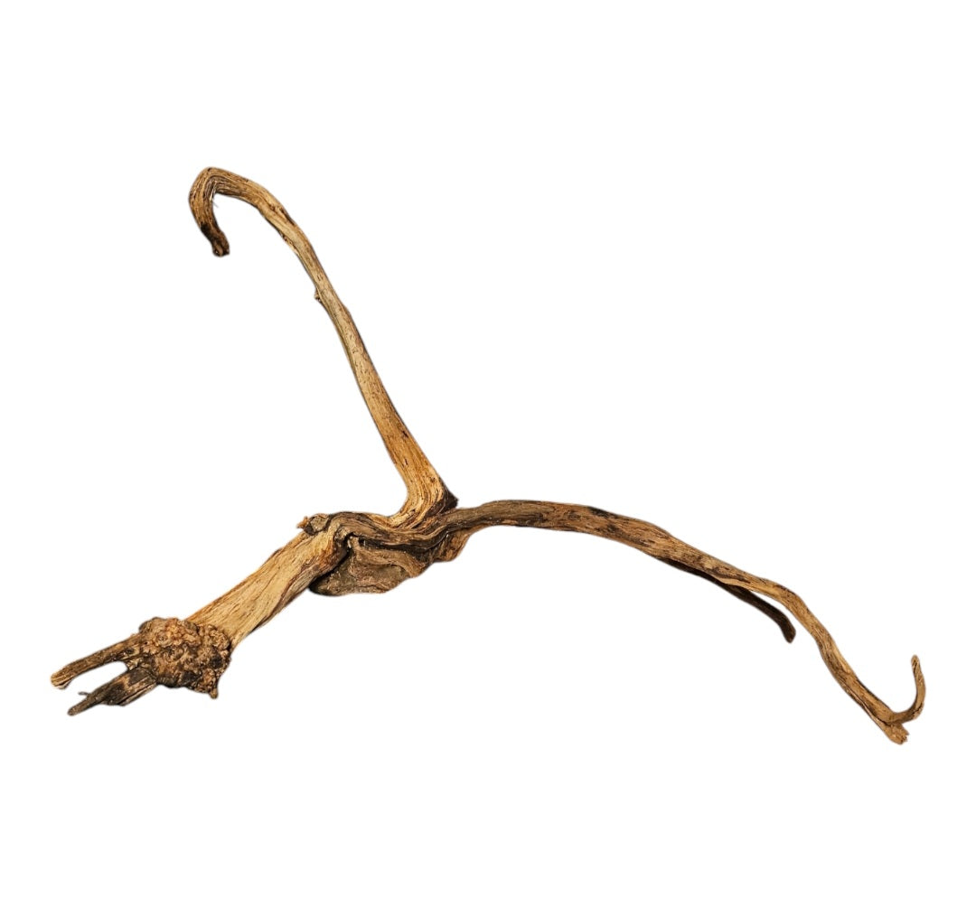 Coral Sinker Wood   Nr.565