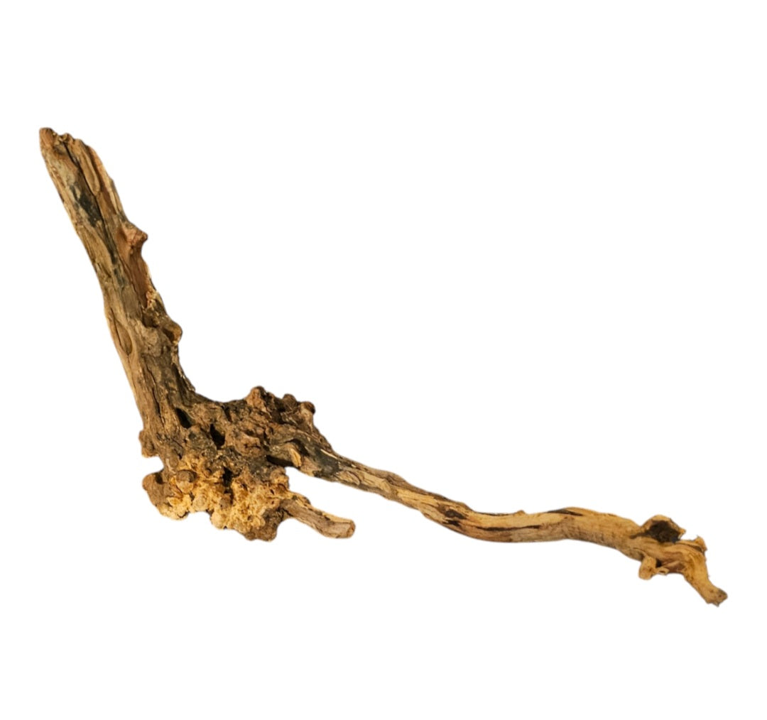 Coral Sinker Wood   Nr.609