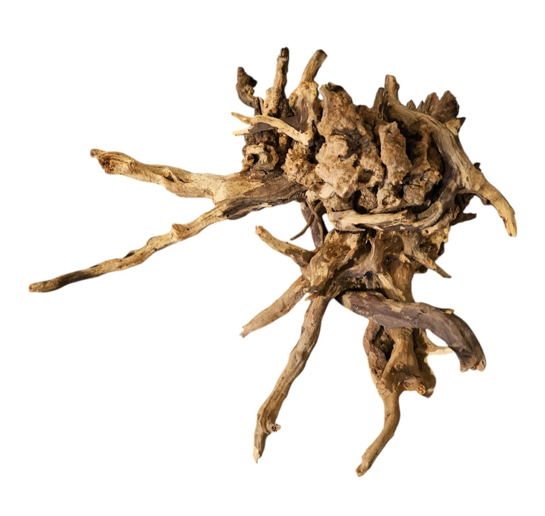 Coral Sinker Wood   Nr.610
