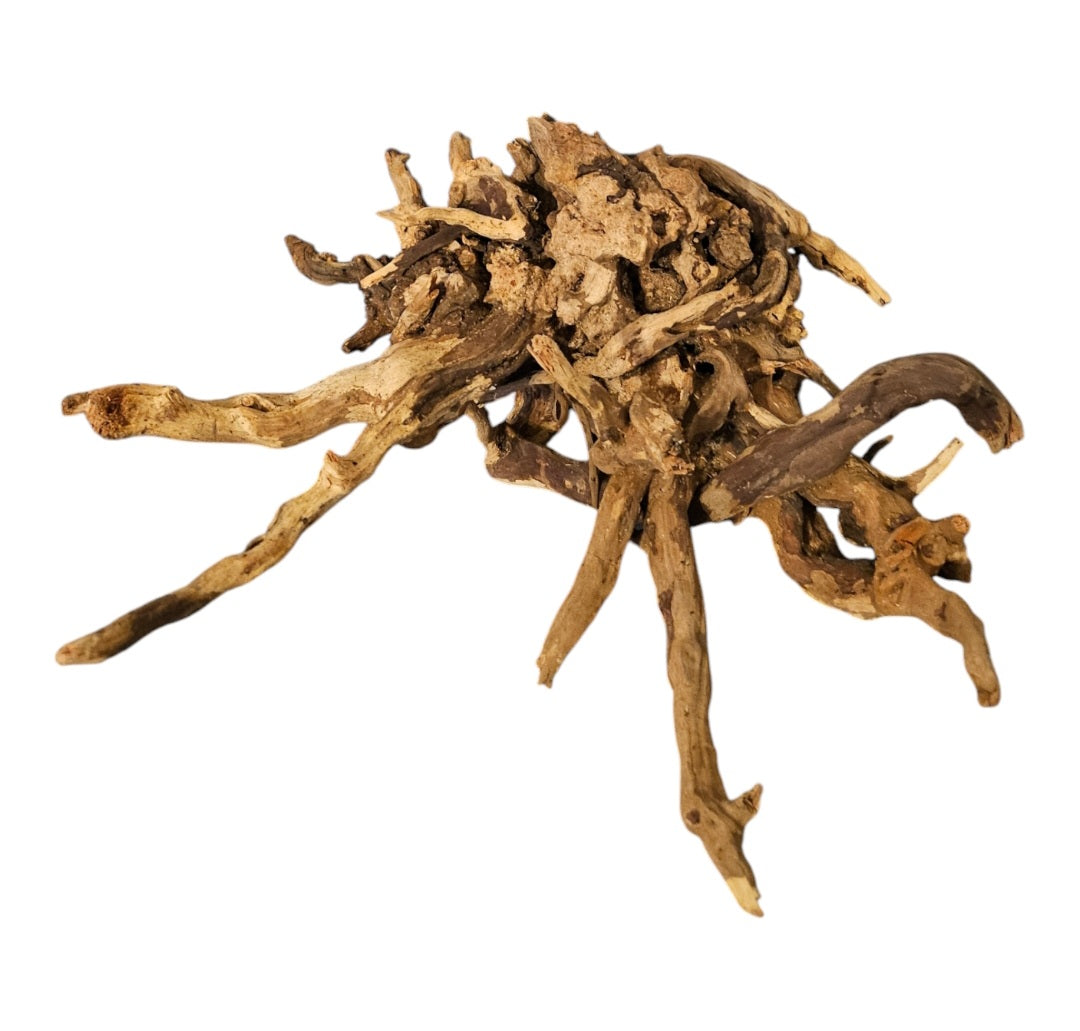 Coral Sinker Wood   Nr.610