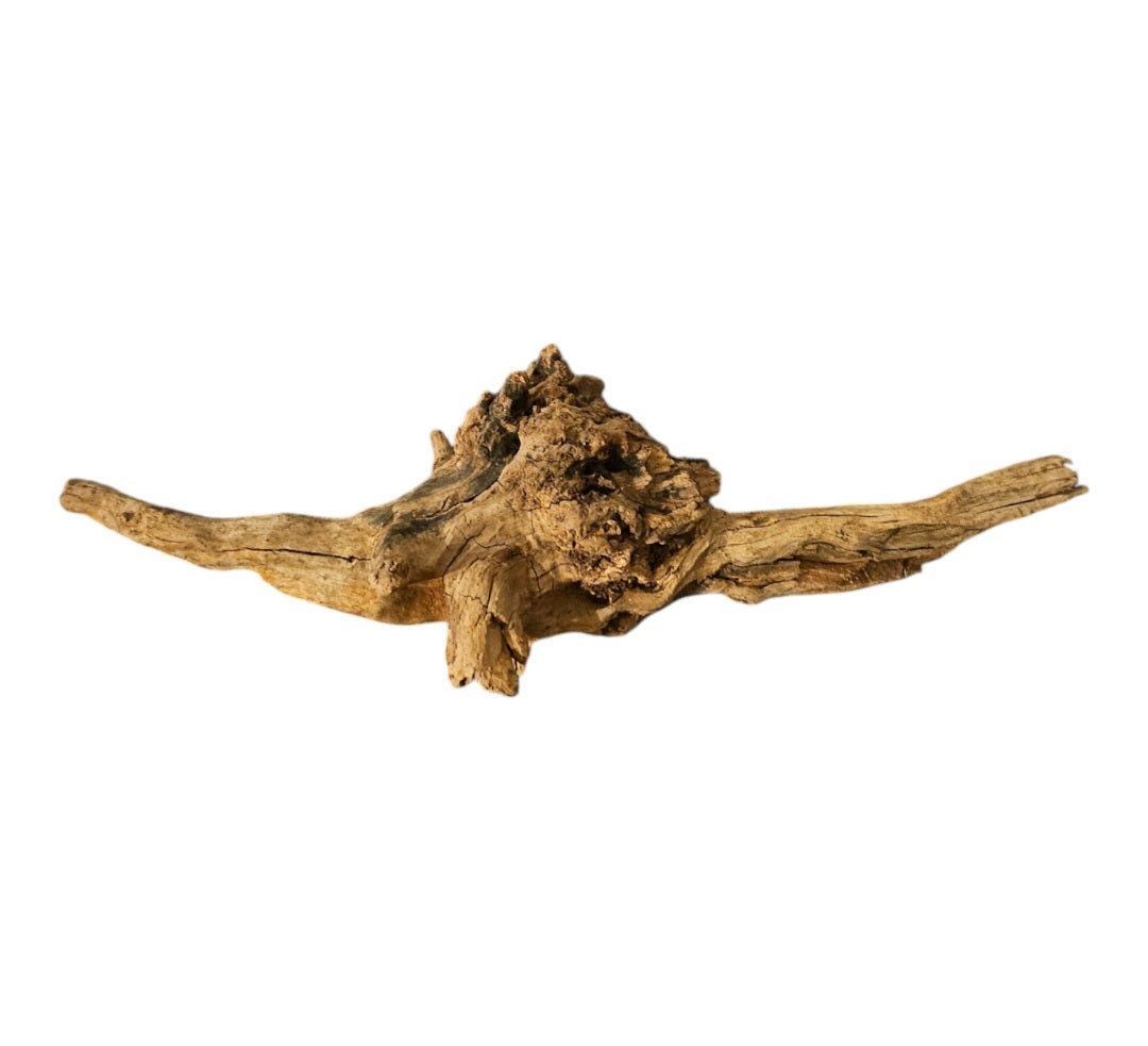 Coral Sinker Wood   Nr.625