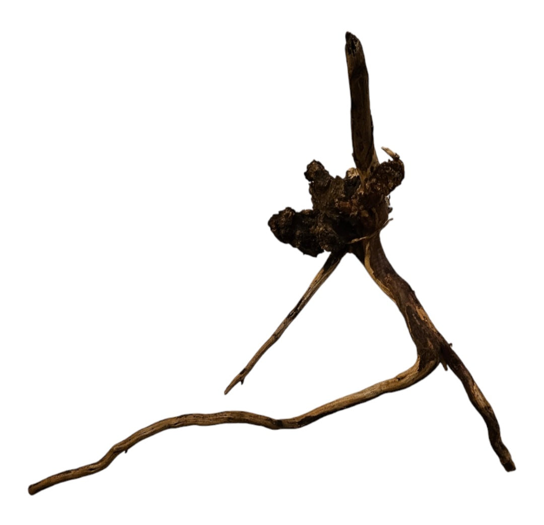 Coral Sinker Wood   Nr.634