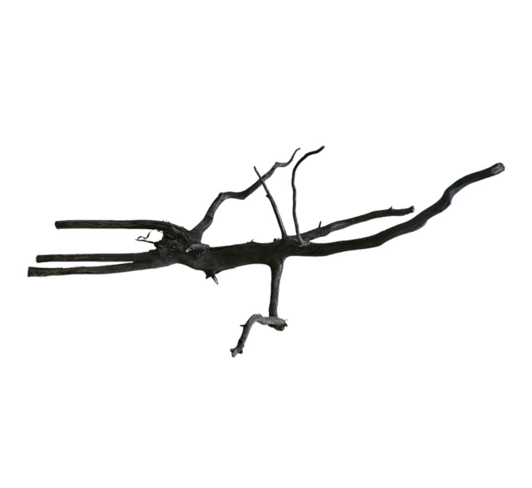 Black Root   Nr. 276