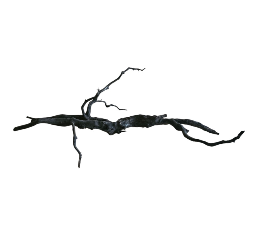 Black Root  Nr.747