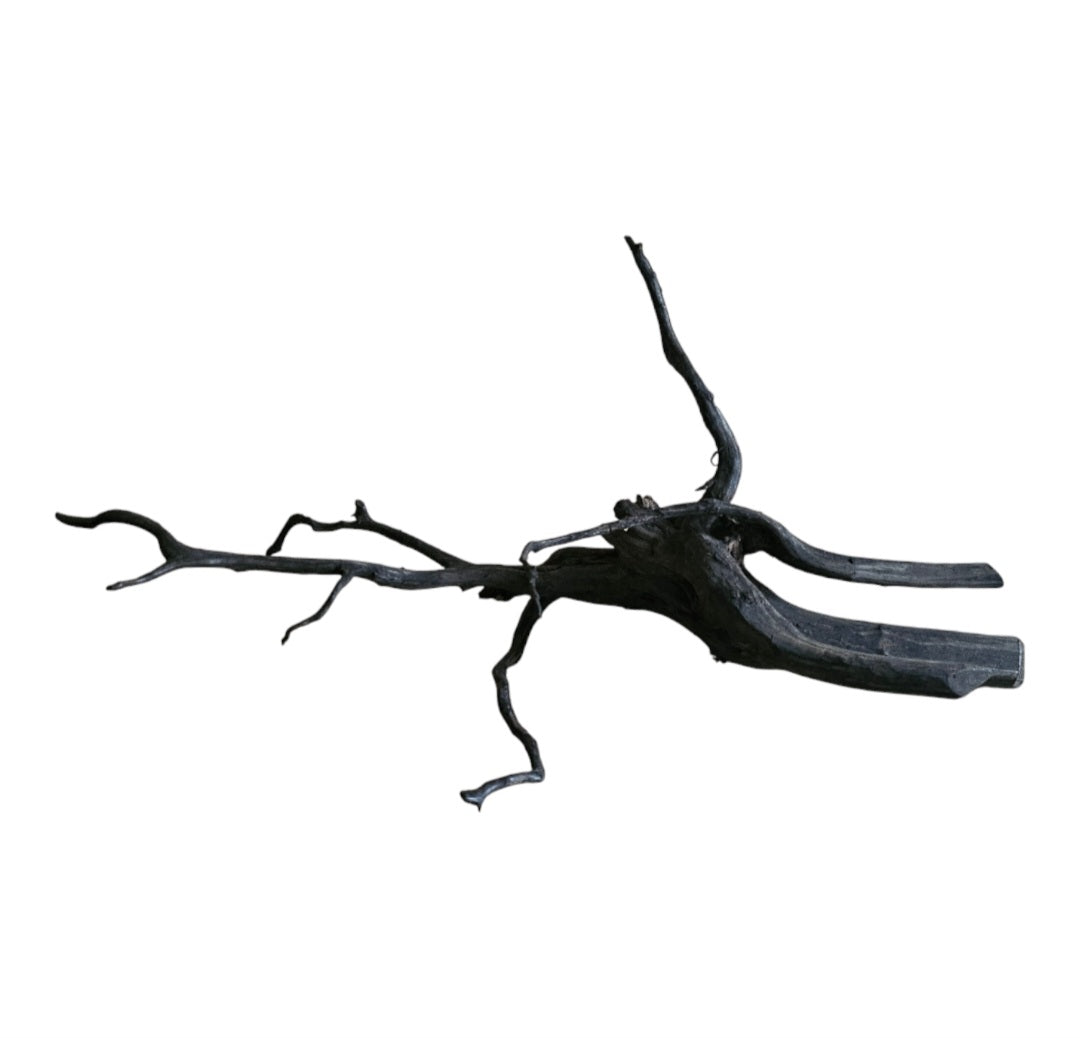 Black Root  Nr.750