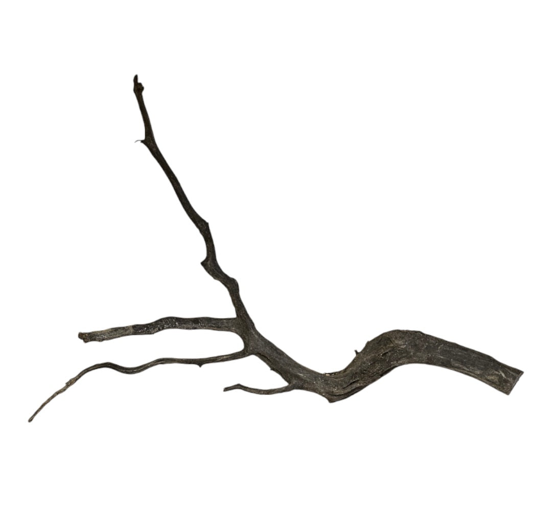 Black Root  Nr.760