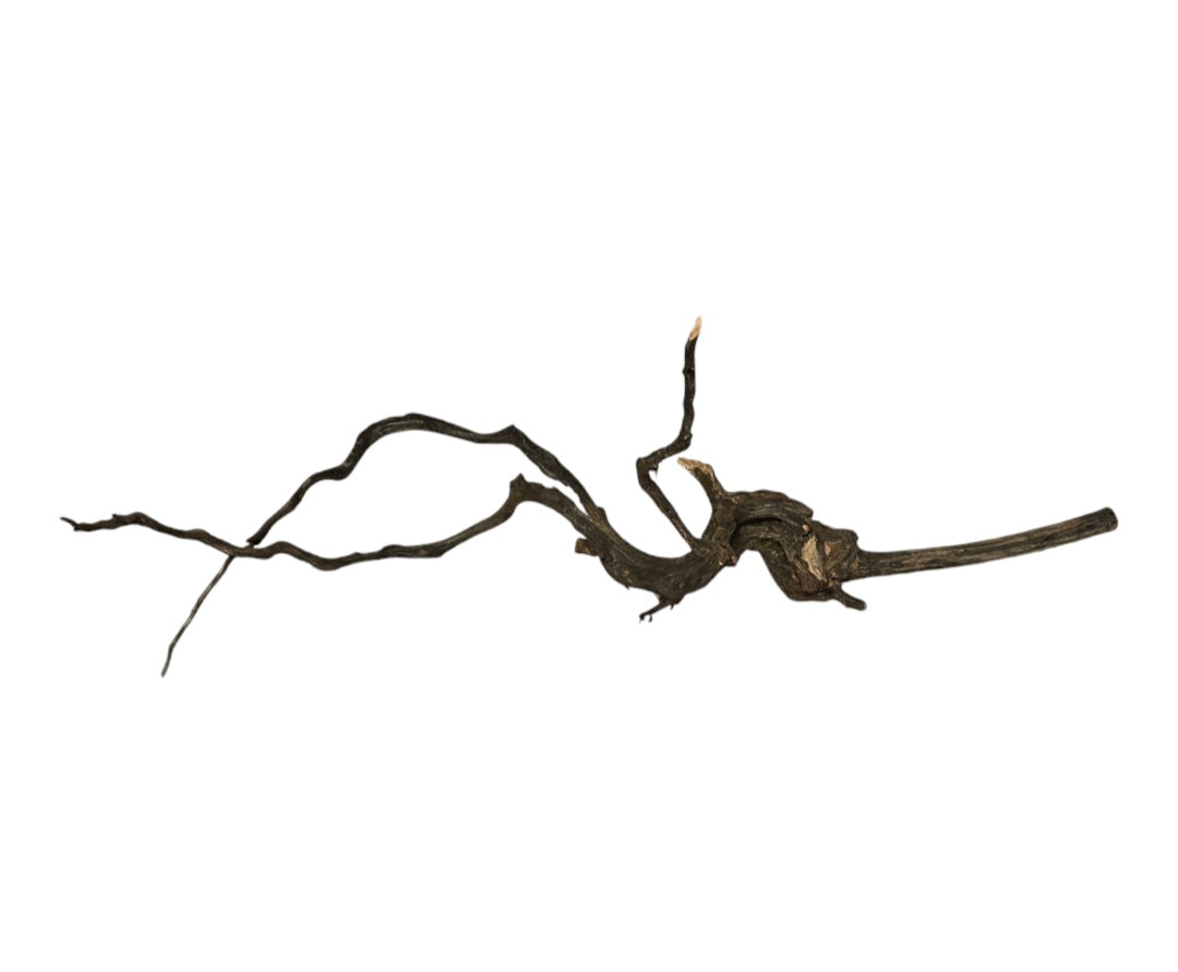 Black Root  Nr.762