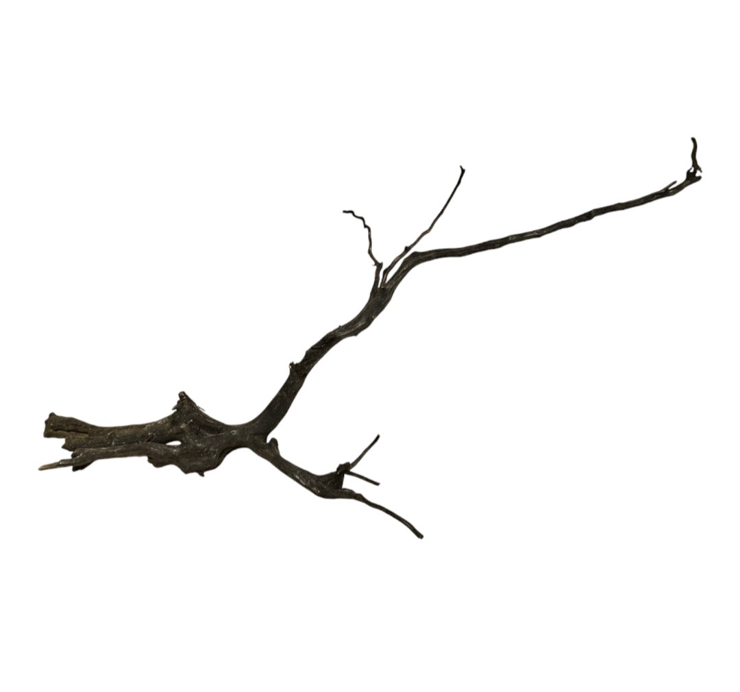 Black Root  Nr.765