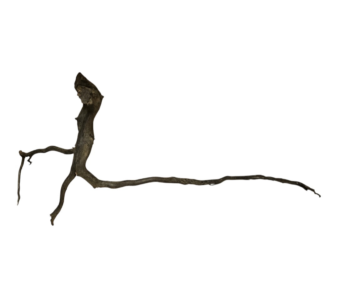 Black Root  Nr.826