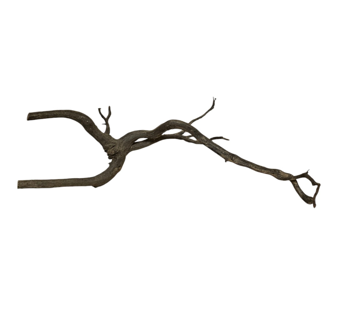 Black Root  Nr.828