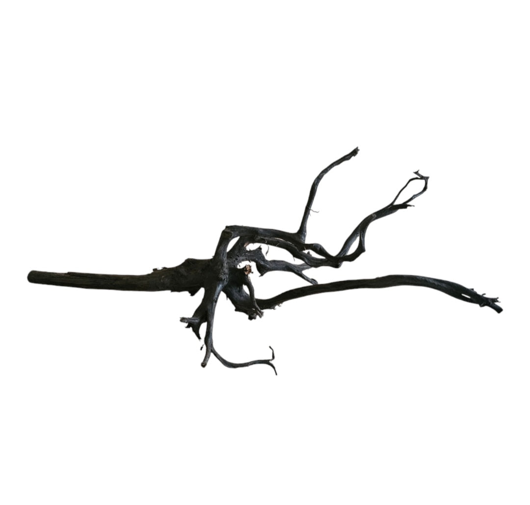 Black Root  Nr. 278